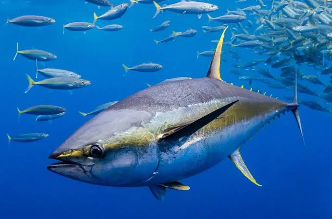 Atun